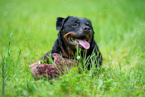 Close-Up Portrait of a Smiling Rottweiler Outdoors on a Green background
