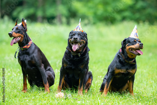 Beautiful Doberman and Rottweilers in Party Hats Sitting on Grass Together — Close-up Pet Portrait in High Quality