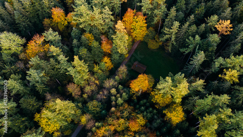 Aerial View of Mixed Forest Canopy in Autumn Germany