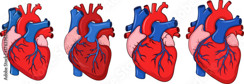 Heart anatomy illustration showing chambers and valves
