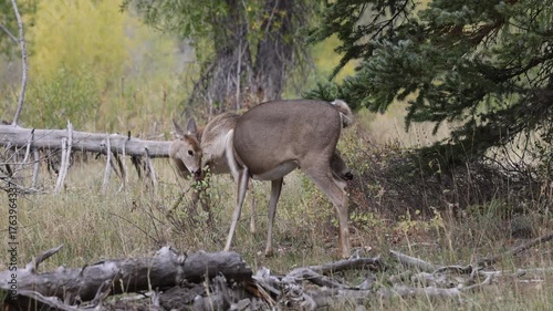 Whitetail Deer Doe and Fawns in Autumn in Wyoming