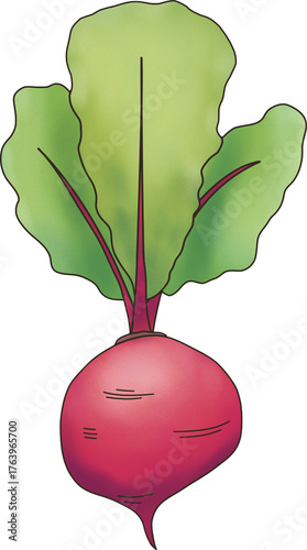 Ilustração de um rabanete