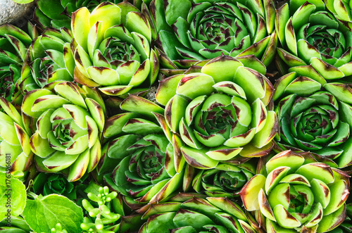 an ornamental plant growing on the ground in the garden in summer