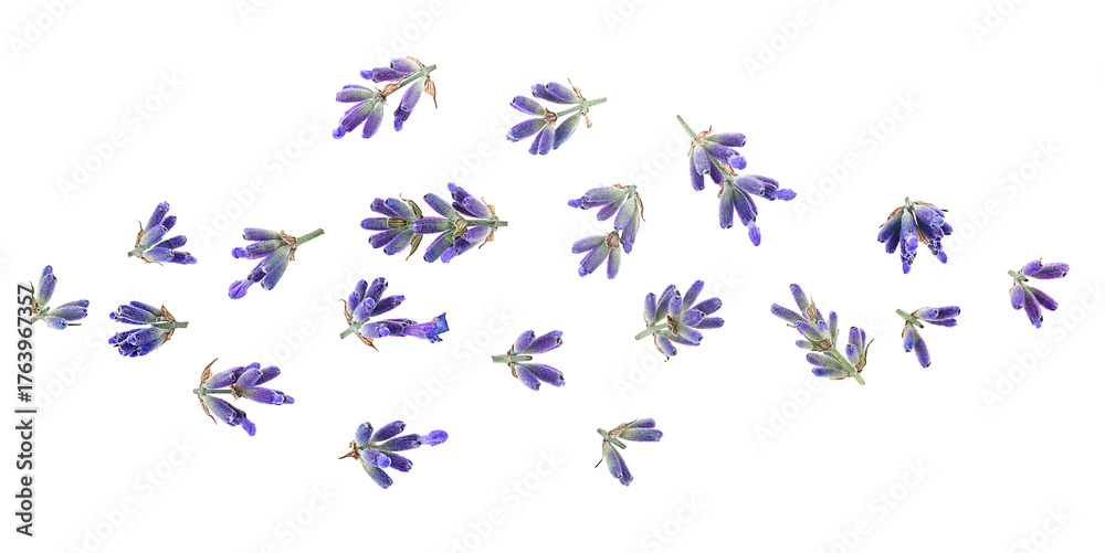 Naklejka premium Beautiful aromatic lavender flowers isolated on a white background, top view. Flat lay.