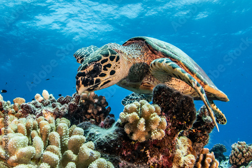 Sea turtle on the reef, French Polynesia, Pacific