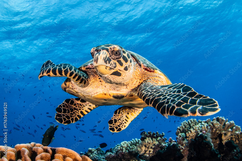 Fototapeta premium Sea turtle on the reef, French Polynesia, Pacific