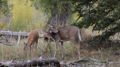 Whitetiled Deer Doe and Fawns in Autumn in Grand Teton National Park Wyoming
