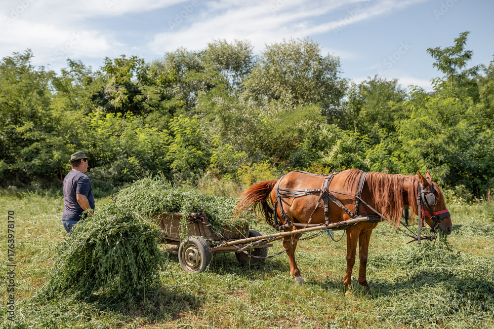 Obraz premium Farmer harvesting hay with horse and cart, maintaining traditional agriculture and rural lifestyle