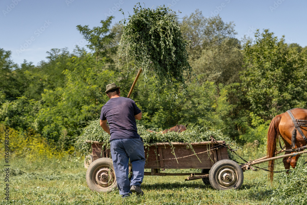 Obraz premium Romanian farmer pitching hay onto a horse-drawn cart, traditional agriculture work in transylvania countryside