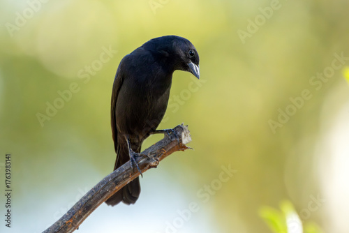 The Shiny Cowbird also Know as Chupim or Mirlo. All the beauty and the presence of the most typical black bird in Brazil. Species Molothrus bonariensis. Birdwatcher. Birding