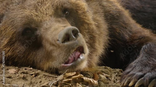 Close up of a brown bear resting his head on a rock and moving and wiggling his nose on a sunny spring day
