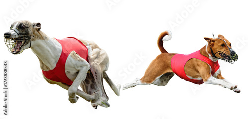 Fotografie Two racing dogs run with speed, wearing red coats and muzzles, captured in a bur
