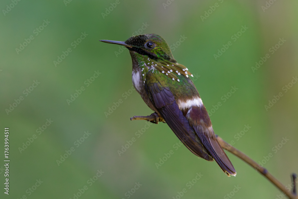 Fototapeta premium Festive coquette (Lophornis chalybeus)