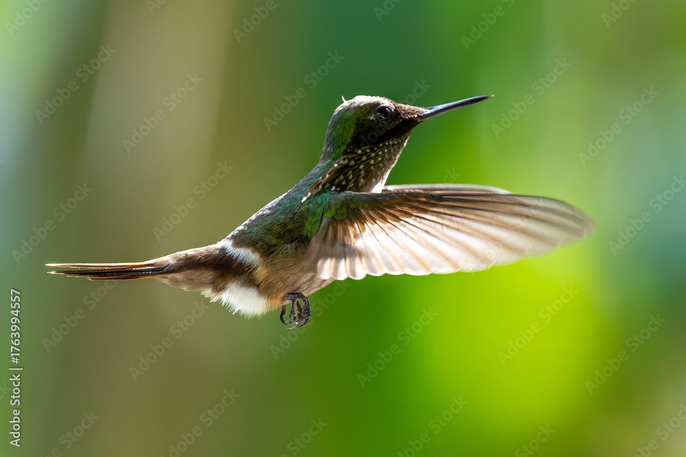 Fototapeta premium hummingbird in flight - Festive coquette (Lophornis chalybeus)