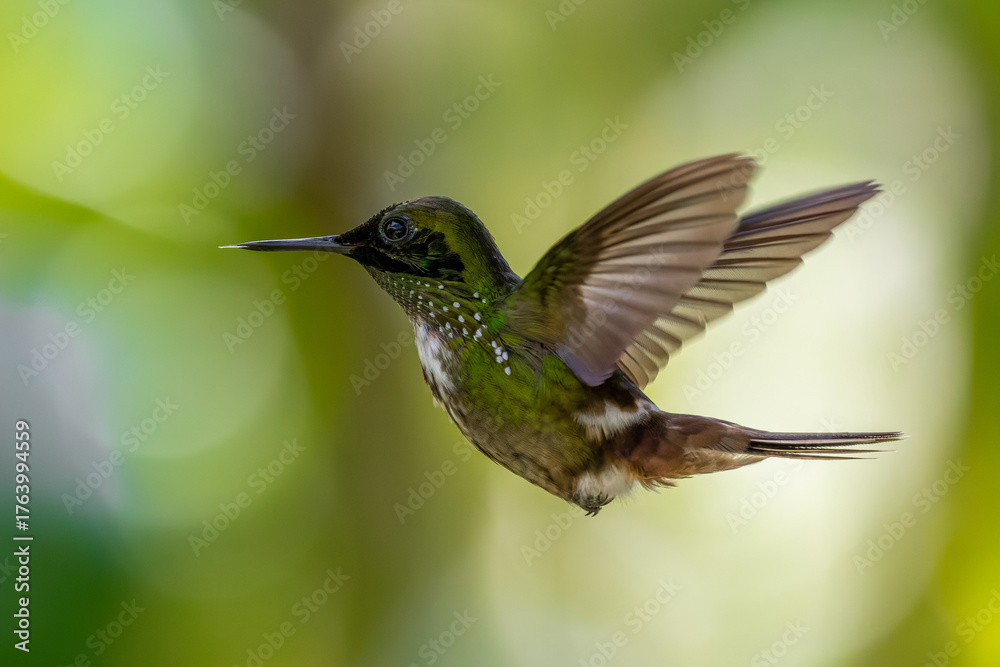 Fototapeta premium hummingbird in flight - festive coquette (Lophornis chalybeus)