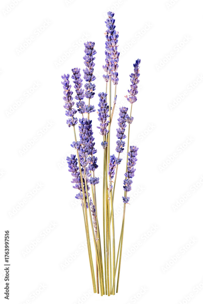 Naklejka premium Lavender stems with purple flowers, tall and elegant. Lavender blooms, vibrant purple. Lavender, a symbol of calm and beauty, in full bloom. Floral element isolated on white background.