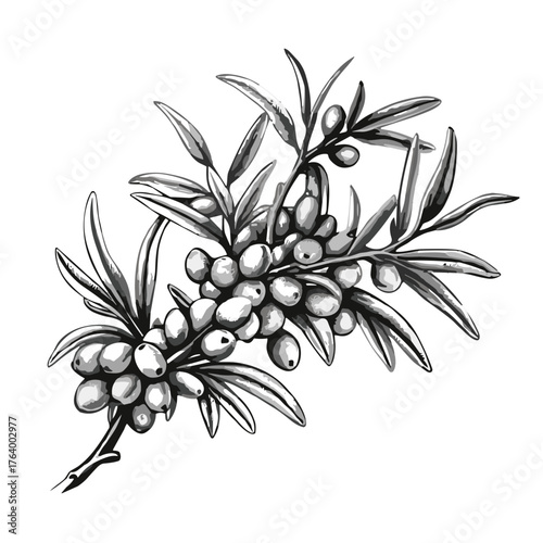 Sea buckthorn branch with berries and leaves in black and white, transparent background  