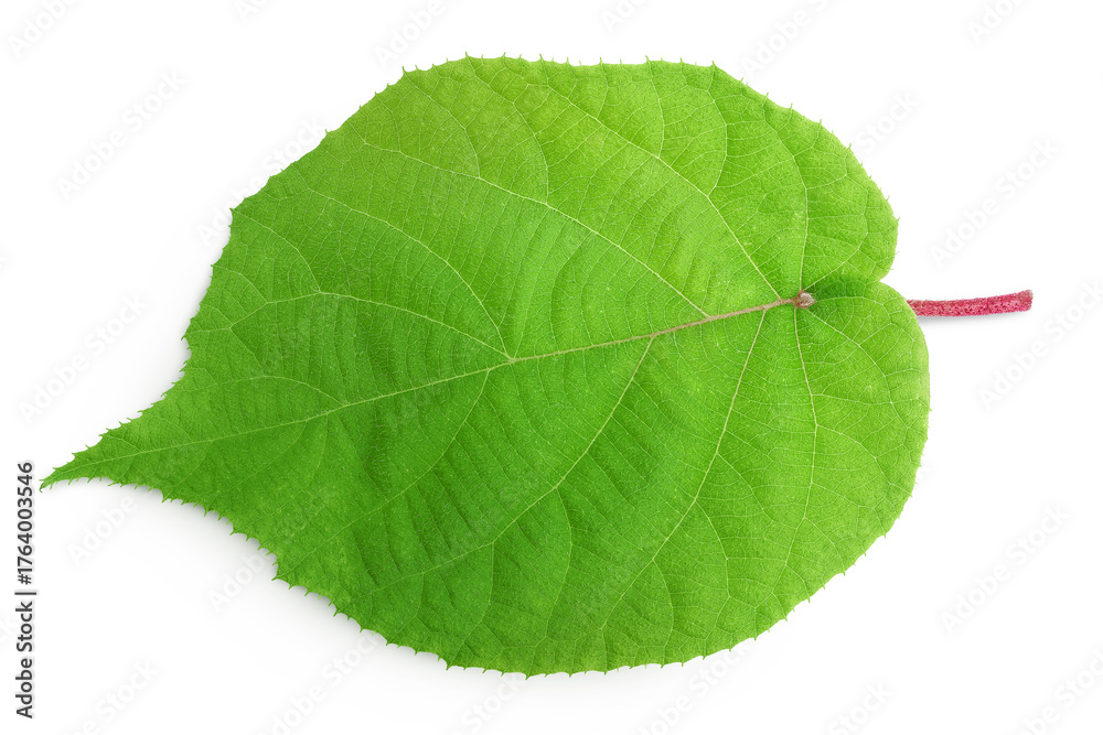 Fototapeta premium kiwi fruit leaf isolated on white background. Top view. Flat lay