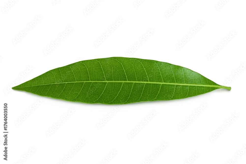 Fototapeta premium Green Mango leaf isolated on a white background. Top view. Flat lay