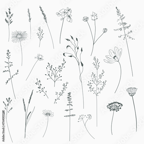 Set of vector elegant lined florals, flowers, plants