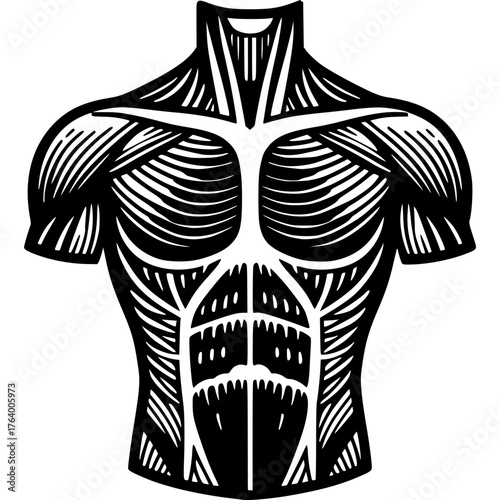 Muscle Anatomy Vector Icon