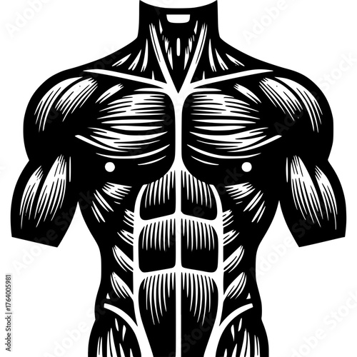 Muscle Anatomy Vector Icon