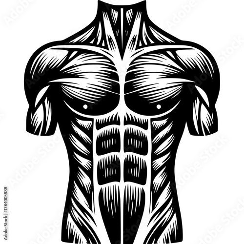 Muscle Anatomy Vector Icon