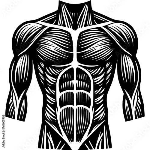 Muscle Anatomy Vector Icon