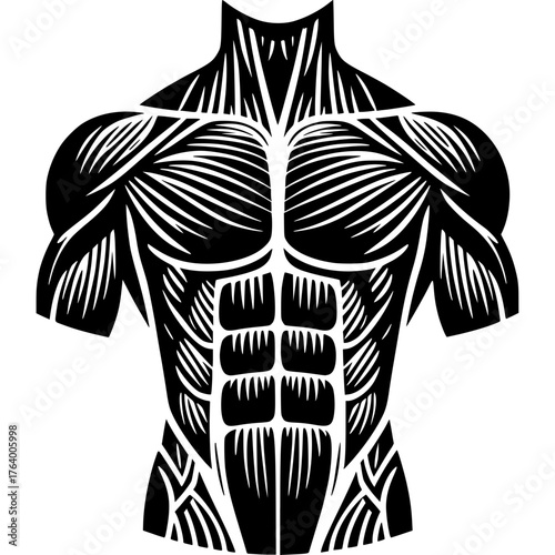 Muscle Anatomy Vector Icon