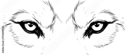 Wolf eyes drawing. This image focuses on wolf eyes, a captivating and intense depiction of the wild canine's gaze, showcasing depth and emotion. Vector sketch line art draw.