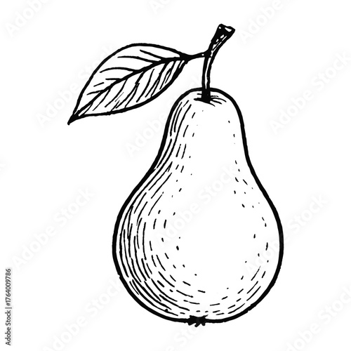 Elegant hand-drawn pear illustration vector