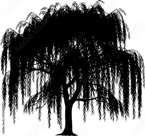Weeping willow silhouette. This image presents a black silhouette of a weeping willow tree, showcasing its flowing branches and delicate foliage. Vector clipart illustration design.
