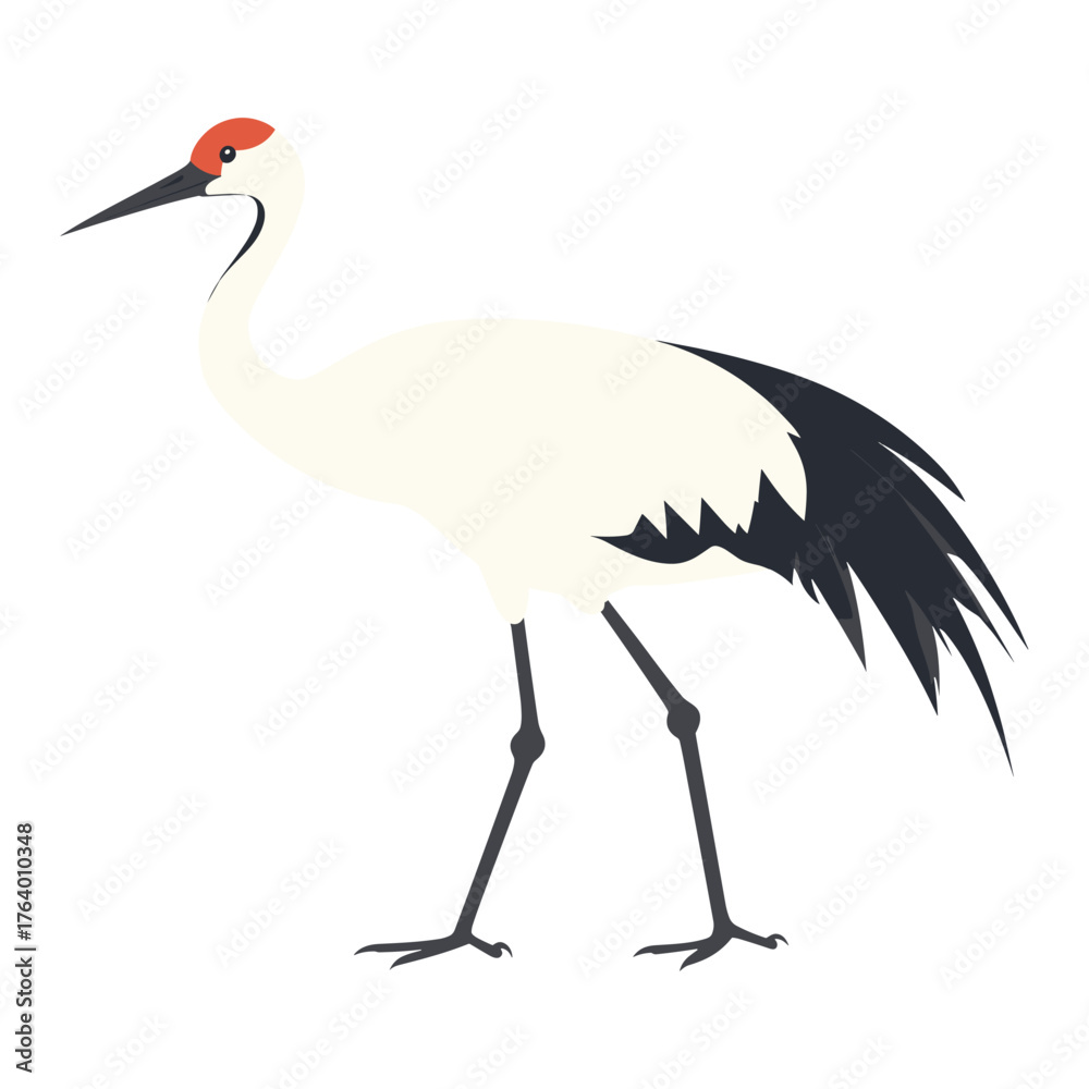 Fototapeta premium Illustration of Siberian Crane design crane bird vector