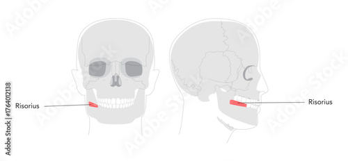 Risorius - Human mouth muscle shown in anatomy illustration that retracts the angle of the mouth for expressions like smiling, presented as a medical and educational diagram.