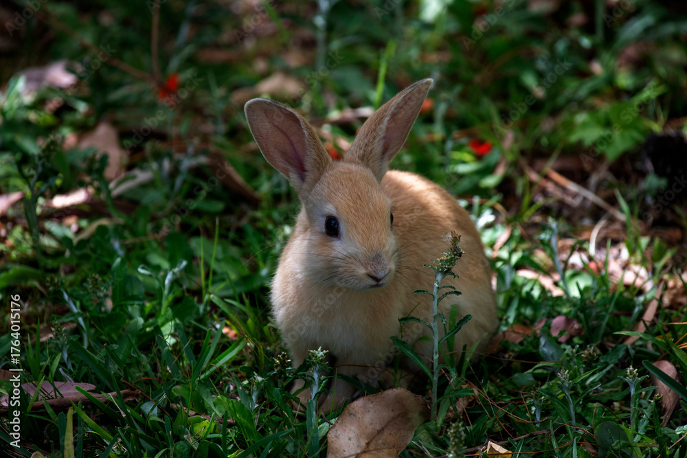 Fototapeta premium European Rabbit (Oryctolagus cuniculus)