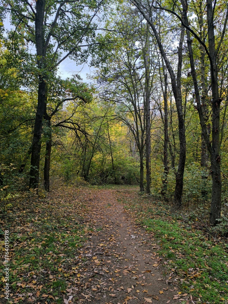 Fototapeta premium Path in the woods