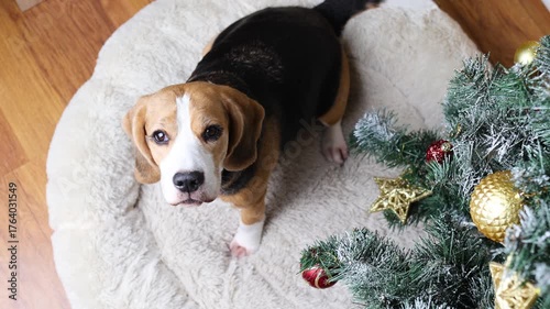 A beagle dog is lying next to a Christmas tree. The concept of New Year and Christmas.