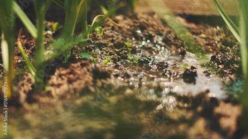 Close-up of young green sprouts growing from fertile soil in sunlight, watering from watering can. Concept of natural growth, agriculture, and beginning of new life.