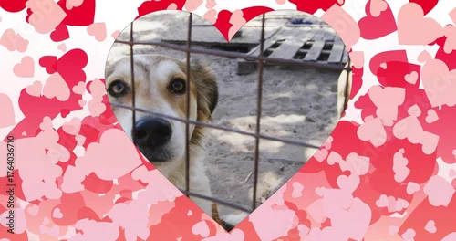 Fototapeta Standing white tan dog behind metal wire fence in kennel with wooden pallet, heart cutout