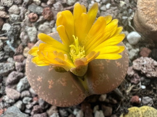 Detalle de flor de lithops color amarillo.