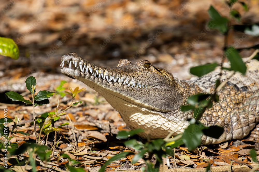 Fototapeta premium Freshwater crocodile in the leaves