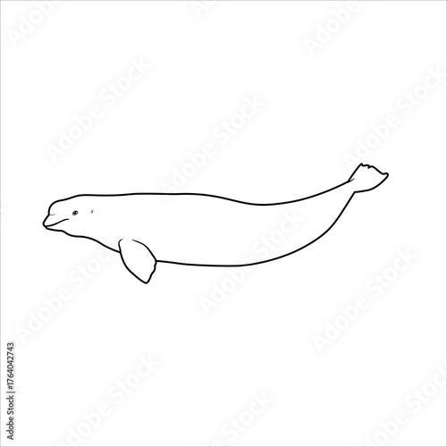sea animal popular lineart illustration beluga whale