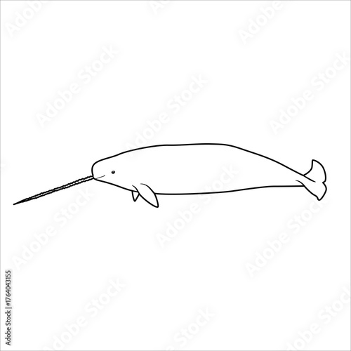 sea animal popular lineart illustration narwhal