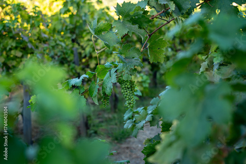 Vinhedo