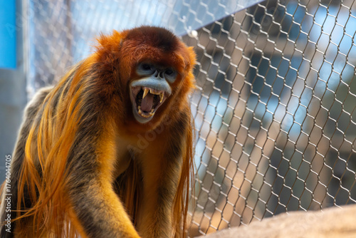 Photography Snub-nosed monkey move in the park