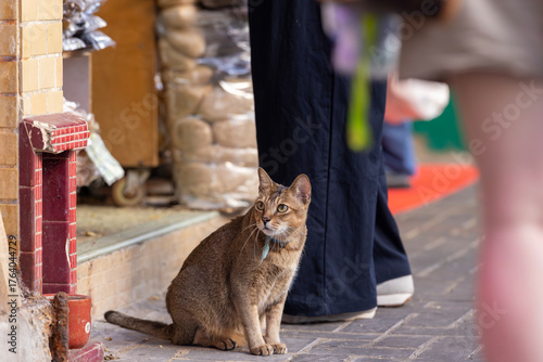 cat keep by the convenience store on the street