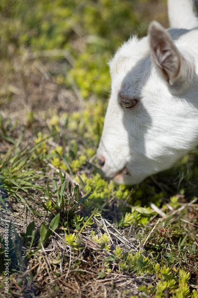 Obraz premium 草を食べるヤギ