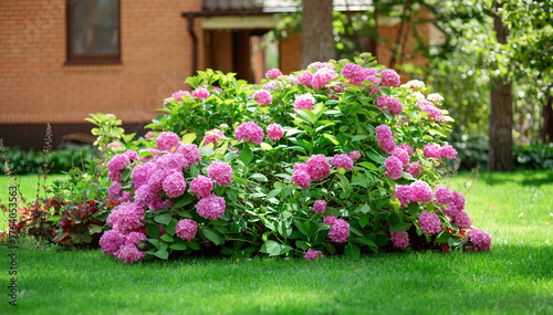 Beautiful blooming pink hydrangeas brightens green lawn landscaped backyard, evoking summer tranquility and elegance.