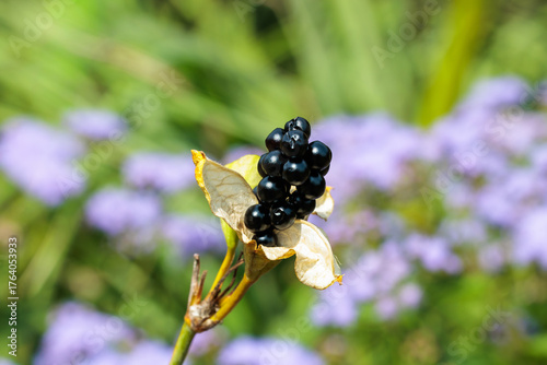 Foto Black seeds of the belamcanda that ripened in autumn.