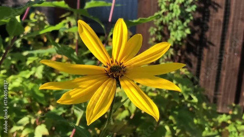 large yellow jerusalem artichoke flower sways